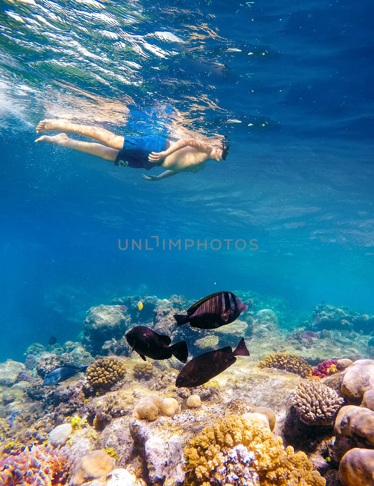 Underwater shoot of a young boy snorkeling and diving in a tropical red sea coral reef with butterfly fish in Egypt