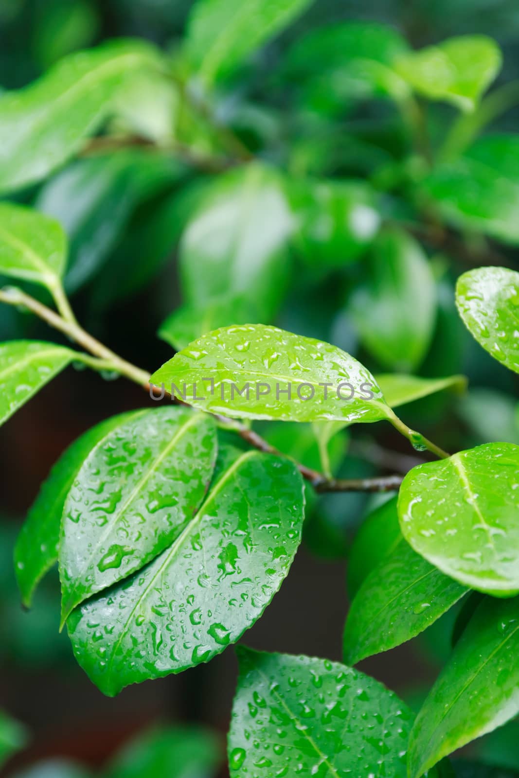 Green Leaves Background by kvkirillov