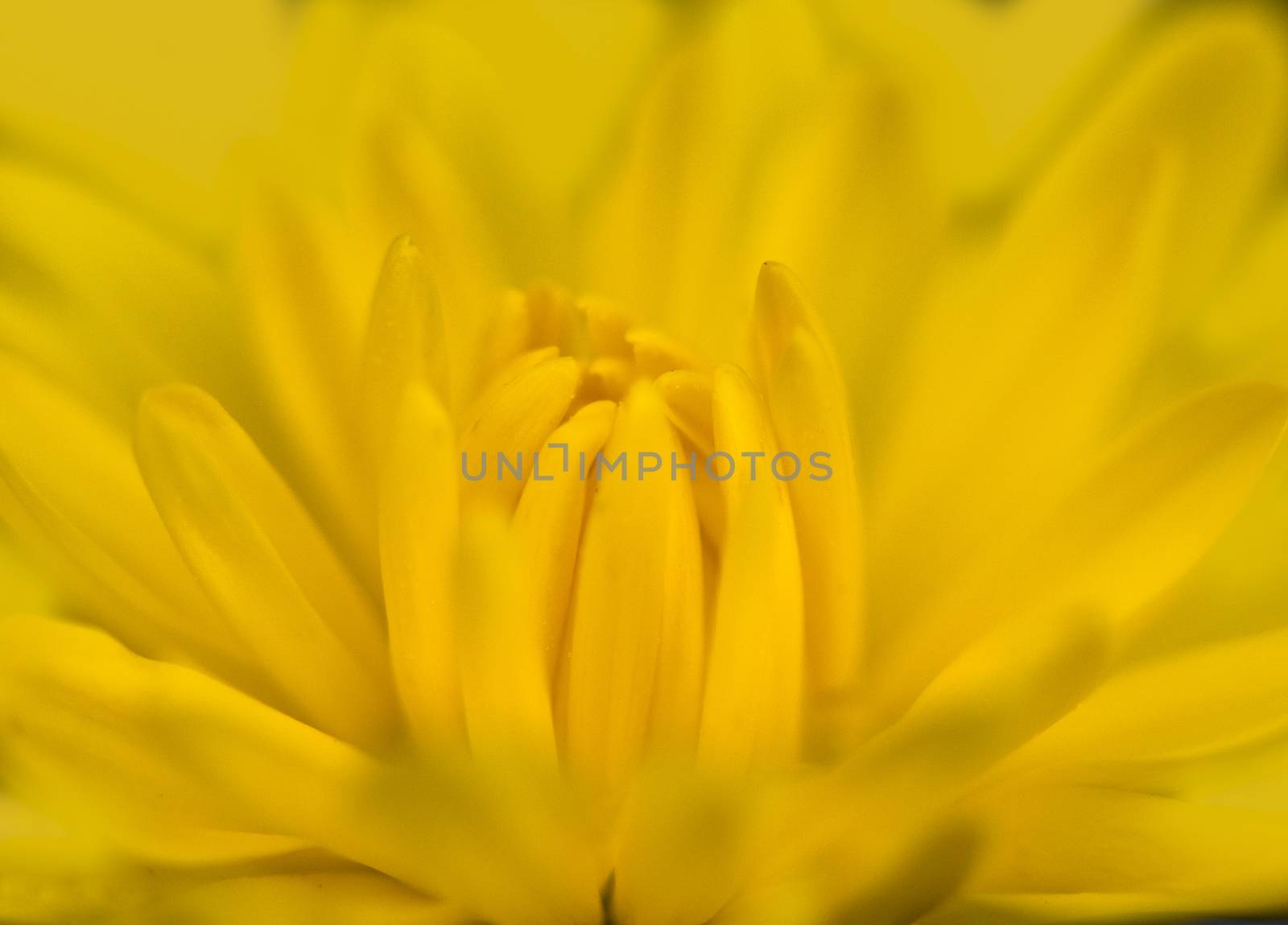 Close up photo of a yellow mum flower