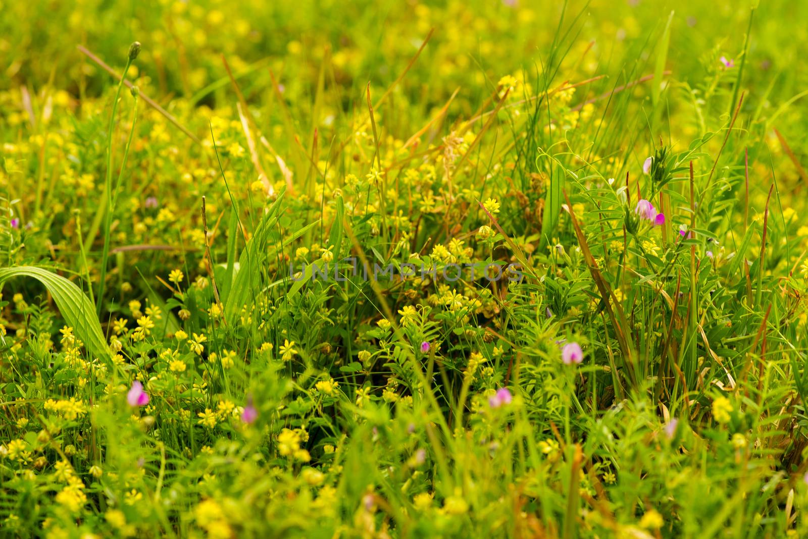 Multiple weeds growing among teh grass during spring