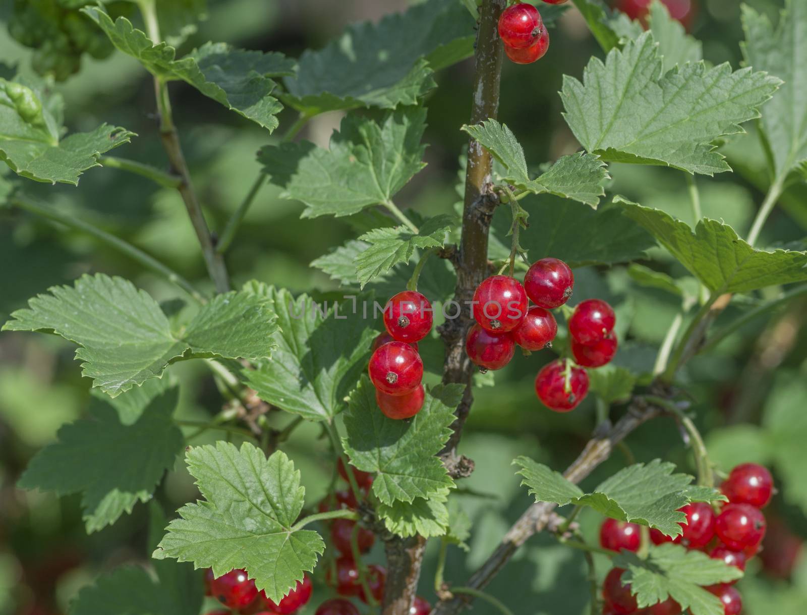 large red ripe currant berry on the bush with green leaves