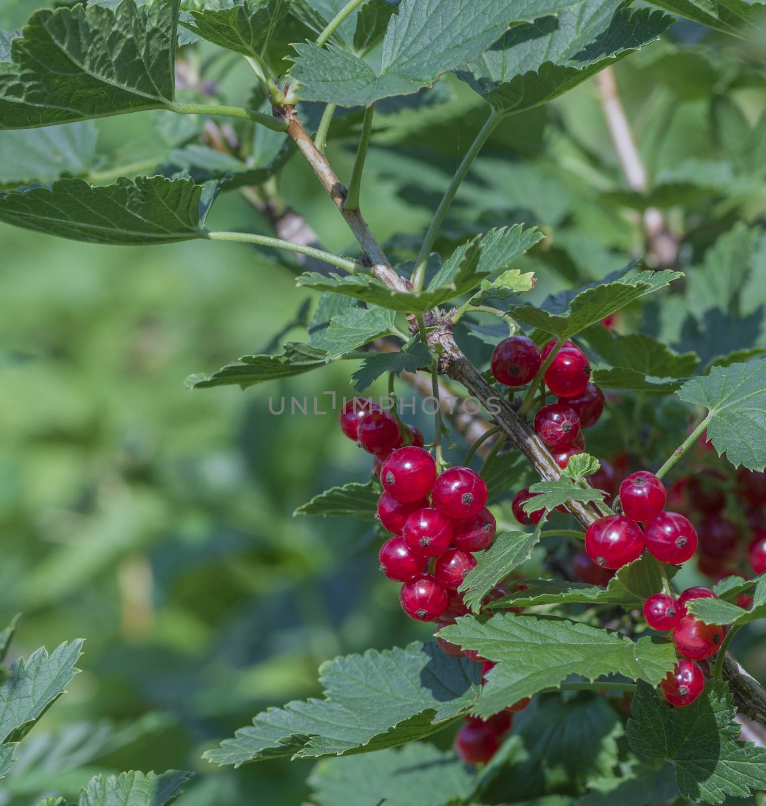 large red ripe currant berry on the bush with green leaves