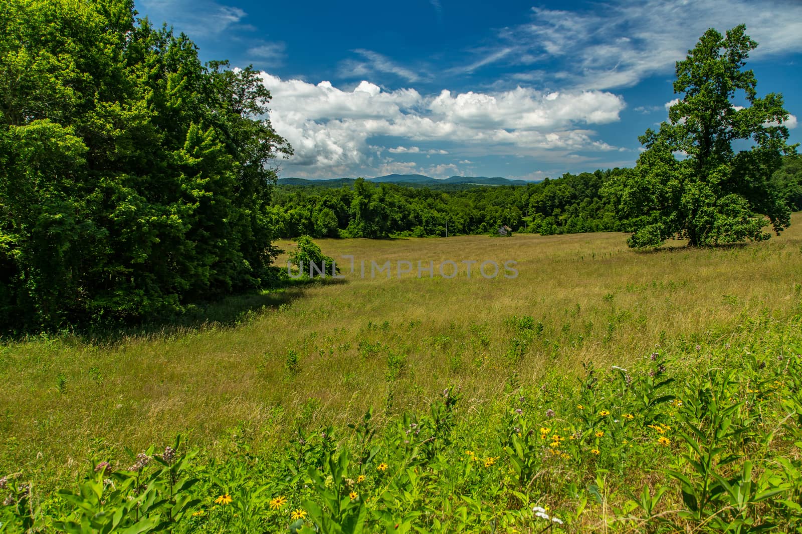 A view of a meadow in the foothills of the Blue Ridge Mountains in Franklin County, Virginia