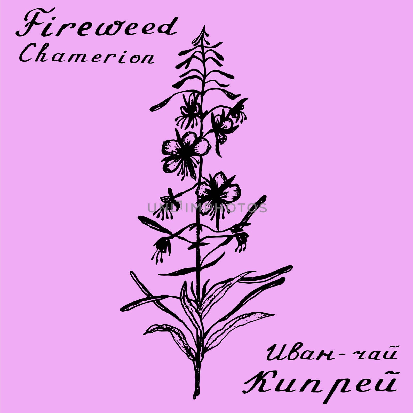 Willow herb, Chamerion, fireweed, rosebay hand drawn sketch botanical illustration. Vector drawing. Lettering