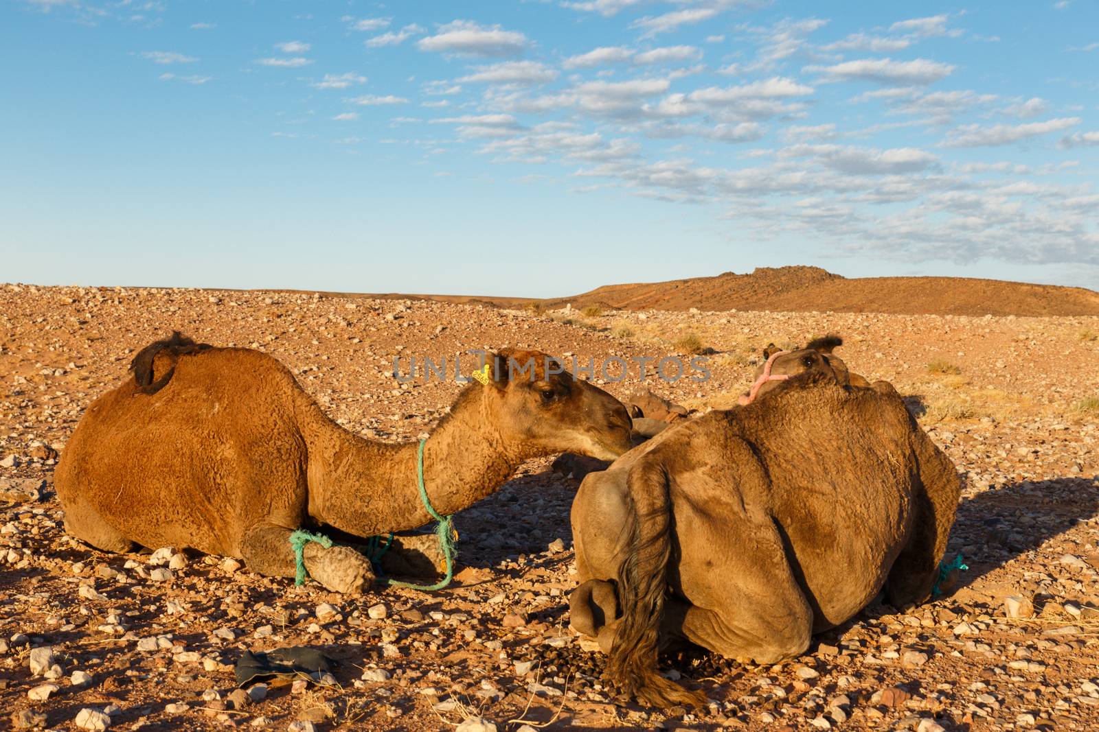 two camels in desert by Mieszko9