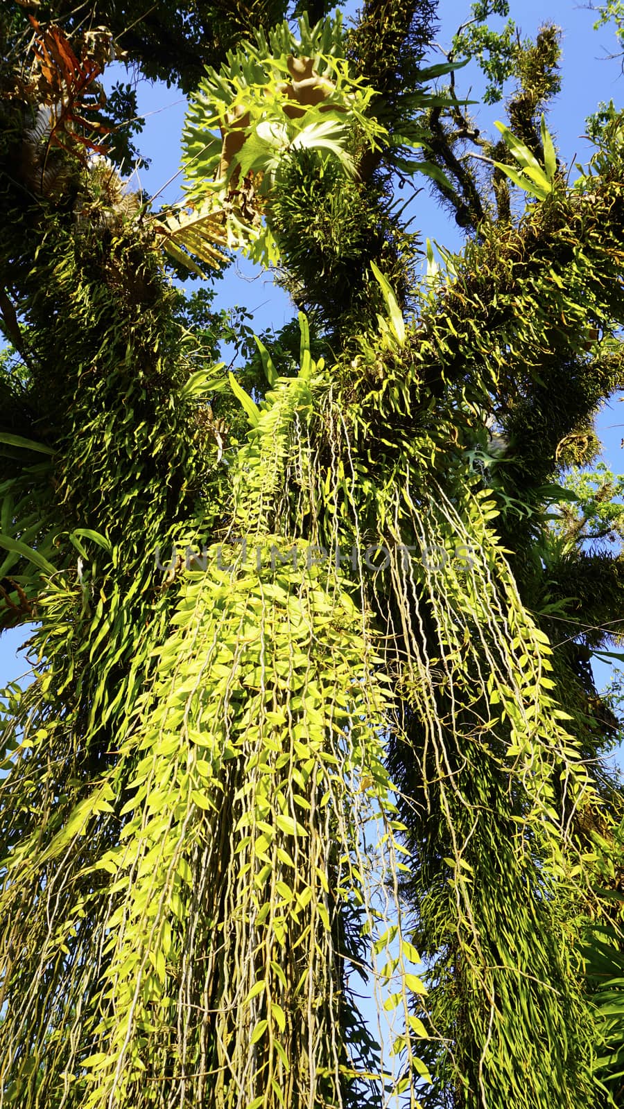 giant tree with plenty of small plant tropcial garden