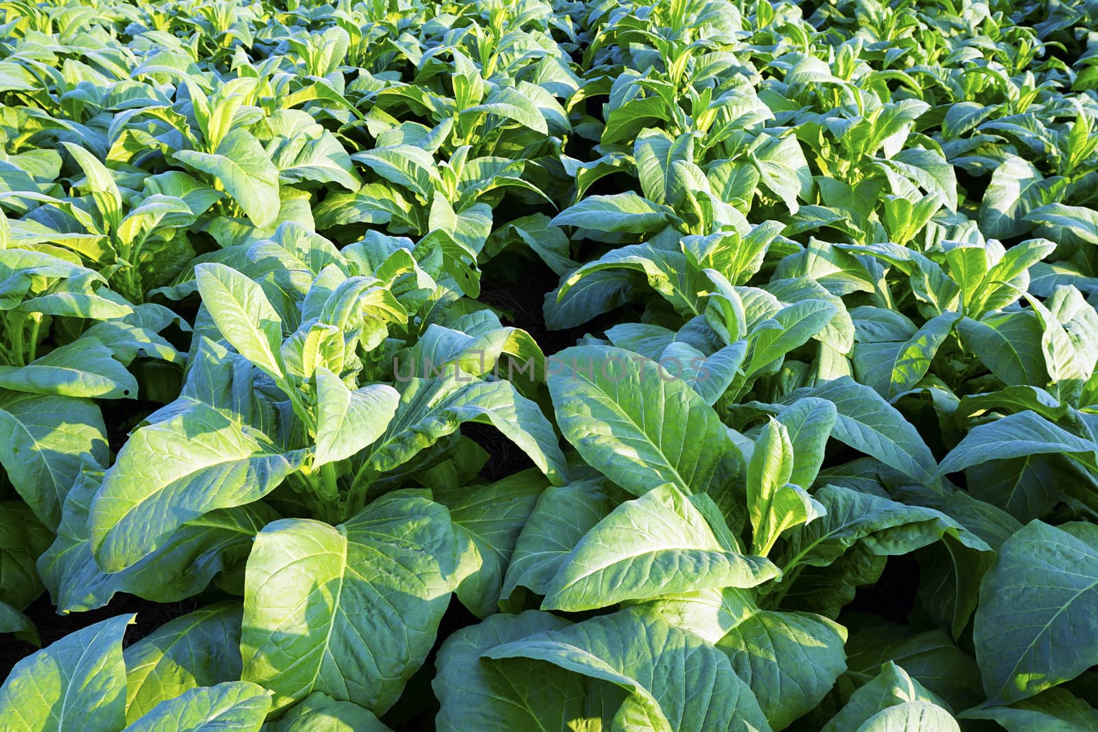 closeup Tobacco farm agriculture harvest in thailand, asia