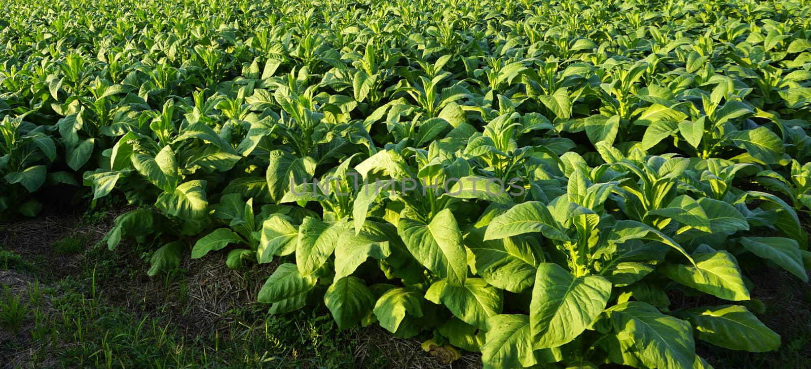 Tobacco farm agriculture harvest horizontal in thailand, asia