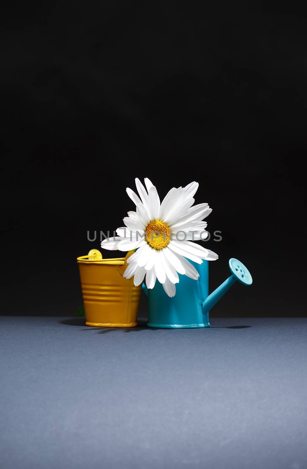 Gardening concept. Daisy flower near bucket and watering can