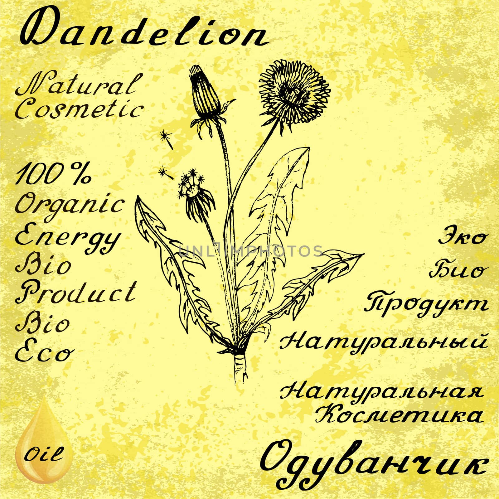 Dandelion botanical illustration by Julia_Faranchuk