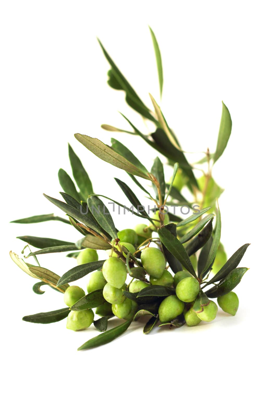 Olives on branch by destillat
