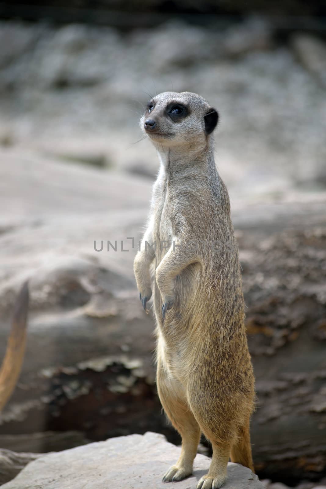 single meerkat in fota wildlife park by morrbyte