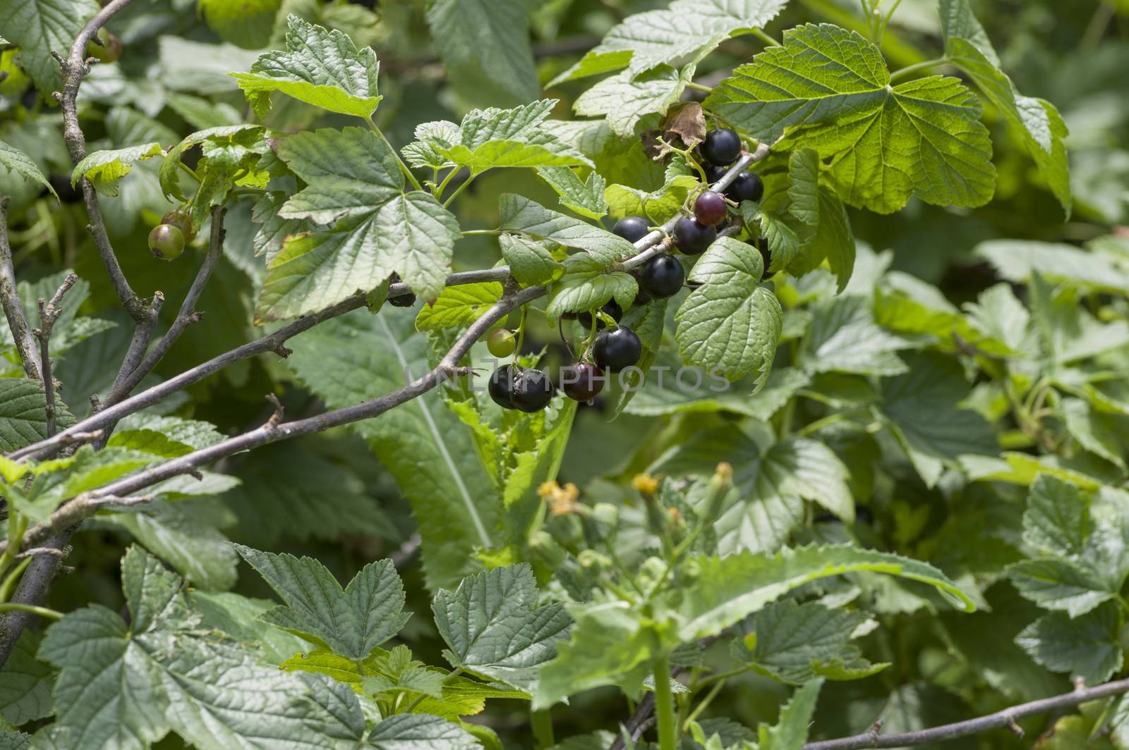 large black ripe currant berry on the bush with green leaves