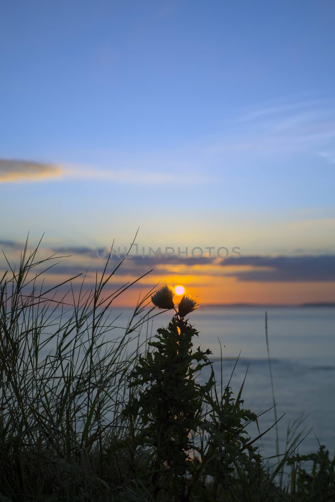beautiful yellow sunset over loop head with silhouetted wild tall thistles on the wild atlantic way in ireland