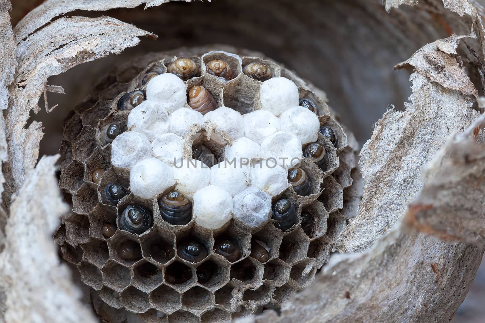 Inside of a yellow jacket wasp nest with larvae and eggs in cells of hive closeup macro