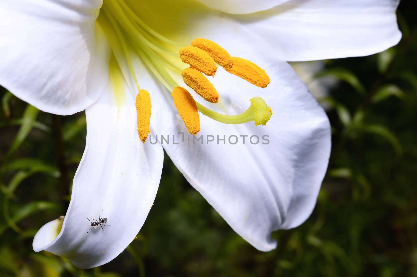 Decorative white lily in the garden closeup.