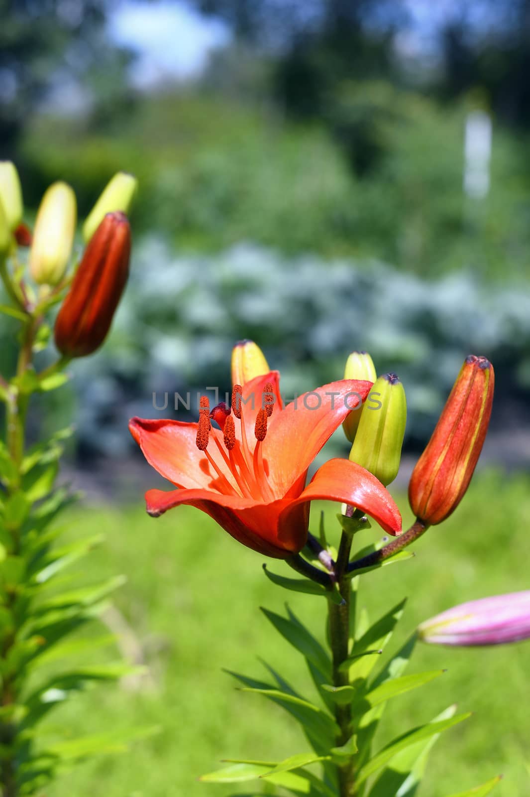 Flowering ornamental yellow lily in the garden closeup.