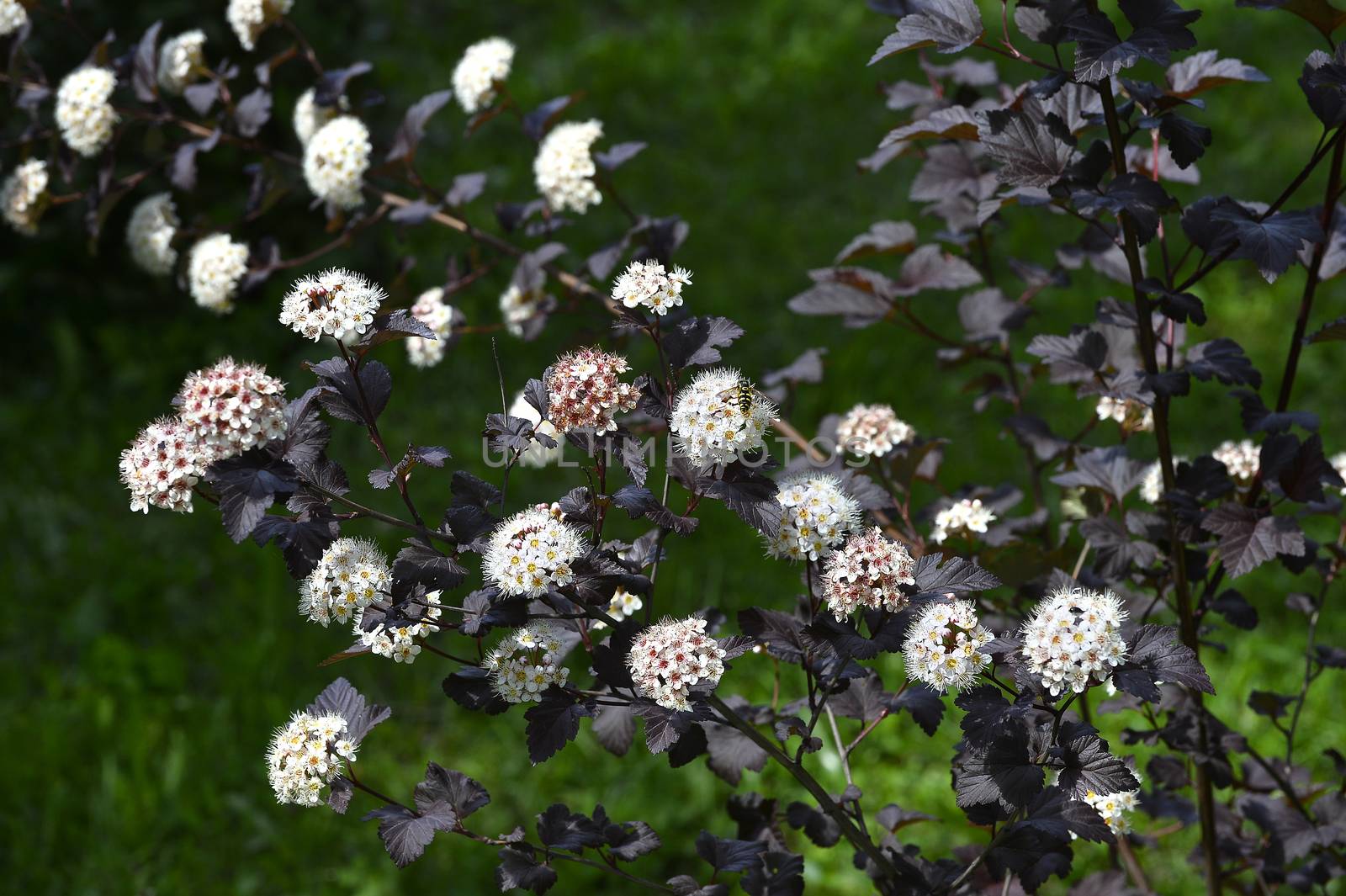 Blooming spring bush physocarpus diabolo in the garden.
