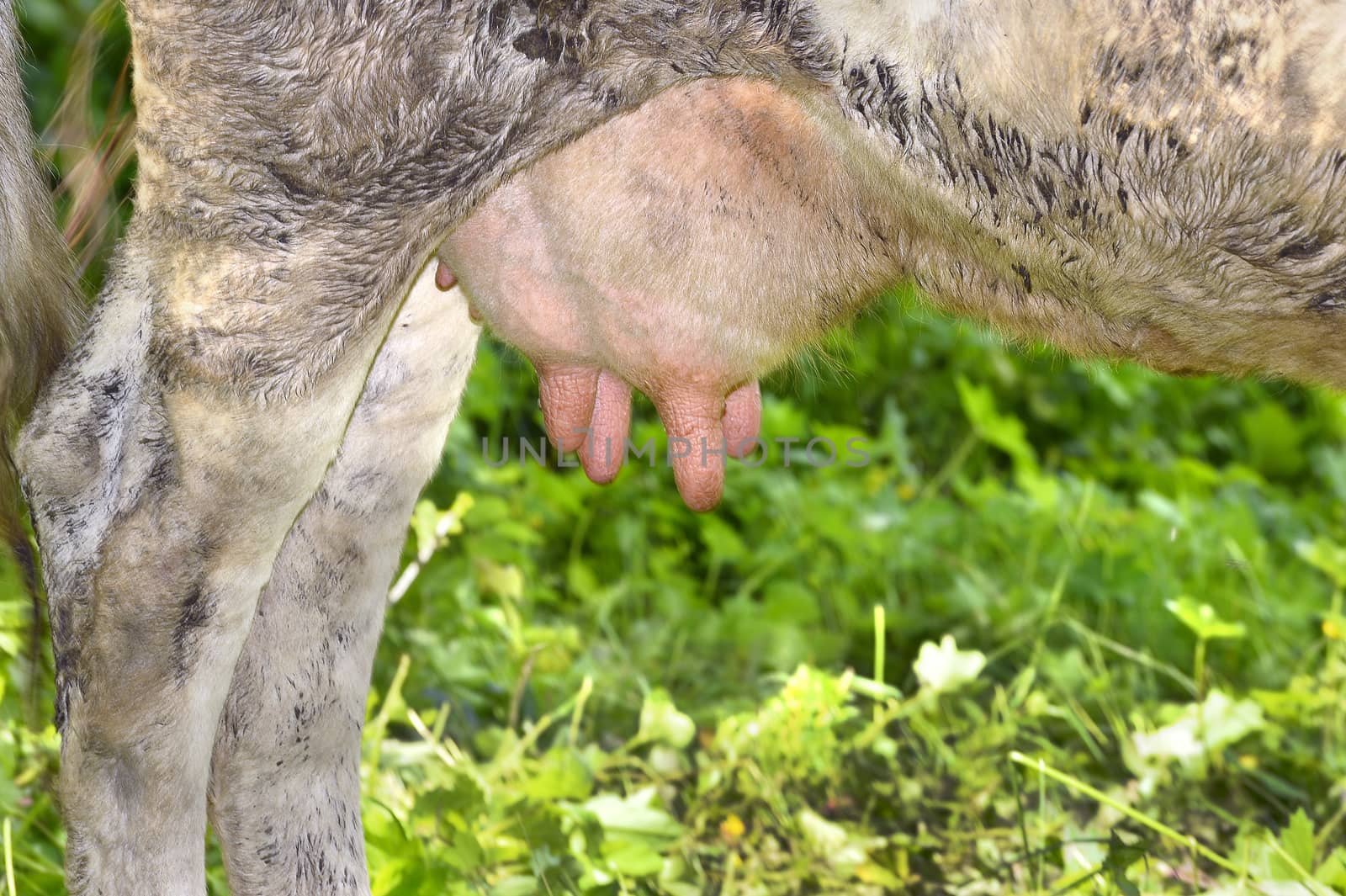 Rural udder cows grazing on a green meadow, close-up.