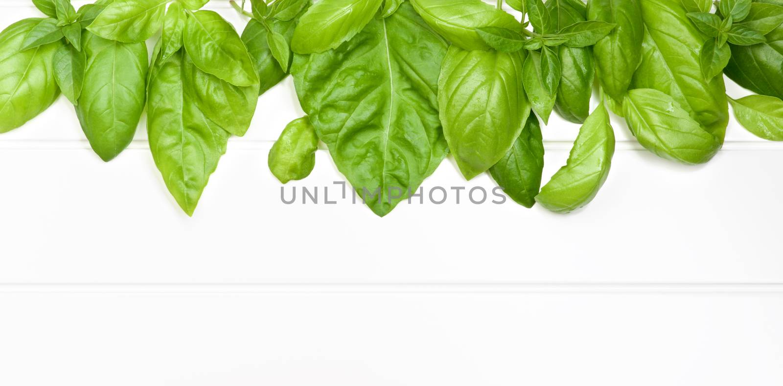 Frame of Fresh Green Lush Foliage Basil Leafs closeup on White Plank background
