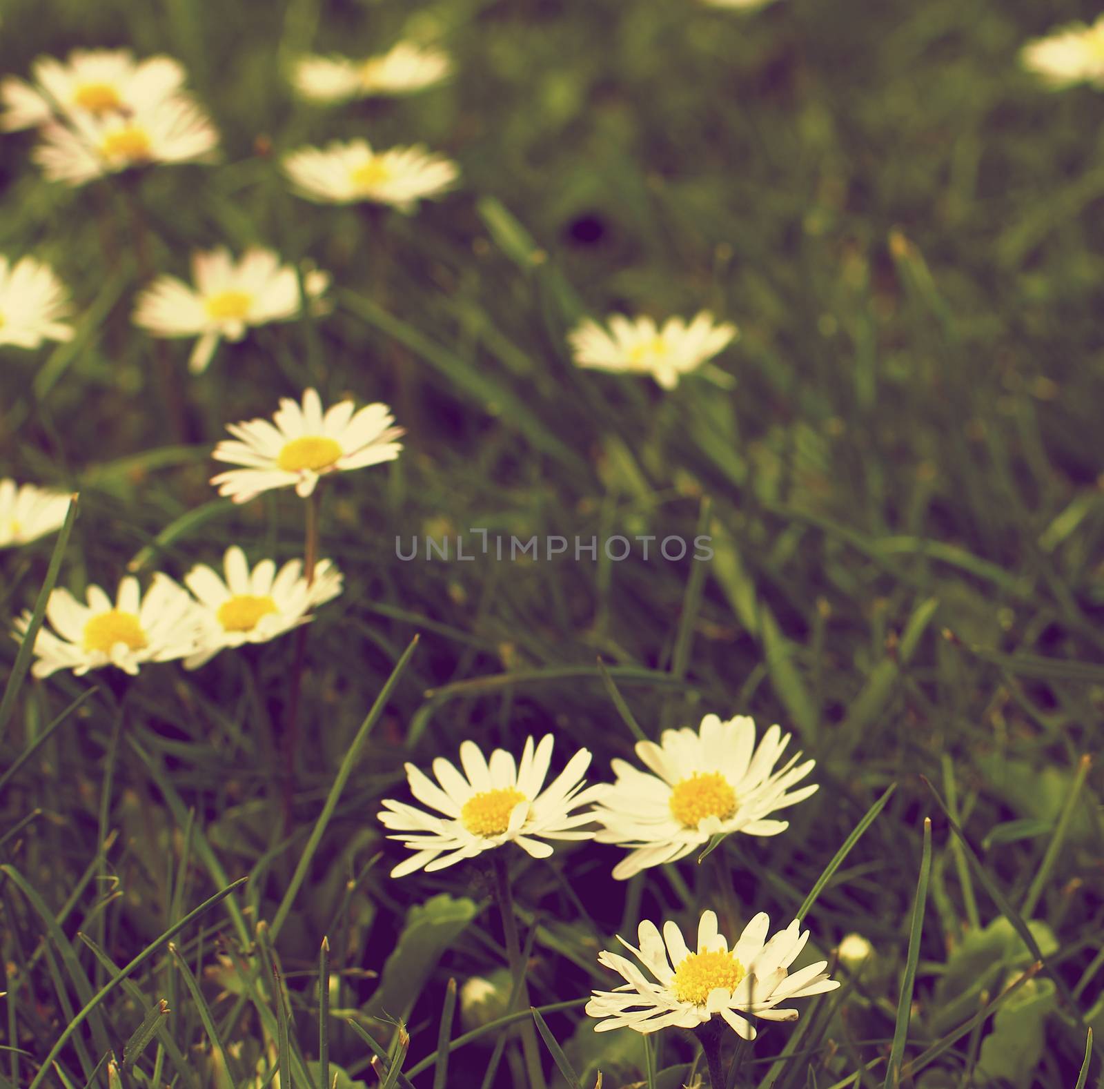 Retro Styled Flowers and Green Grass Field with Fragile Little Camomiles Outdoors. Focus on Foreground