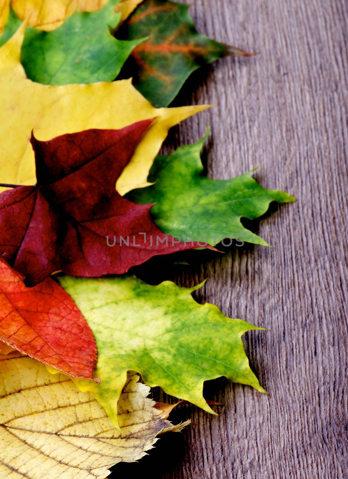 Vertical Border of Yellow, Red and Green Maple Leafs closeup on Textured Wooden background. Focus on Foreground