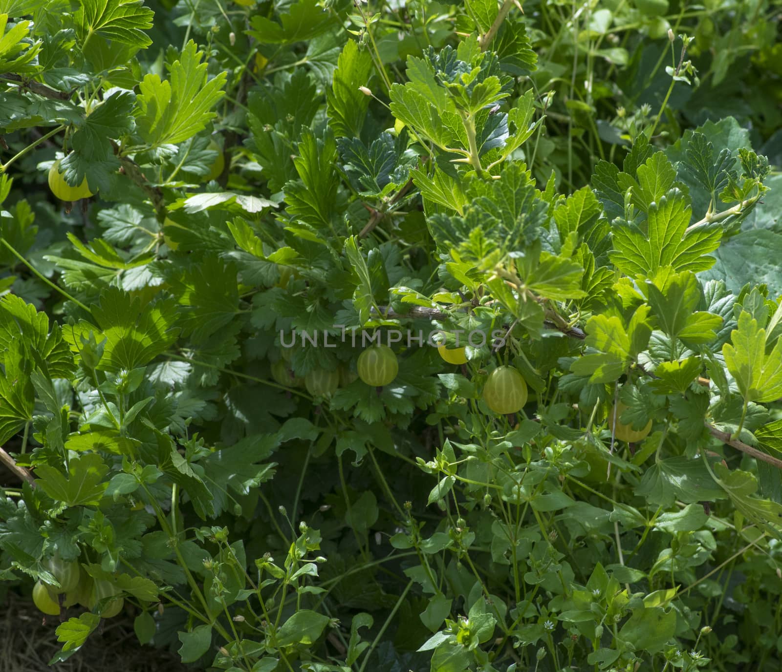 large gooseberries grow on a bush with green leaves