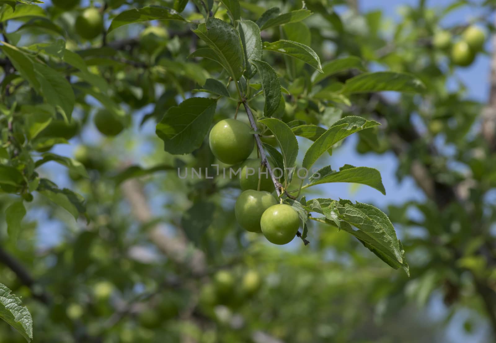 Large green fruit hanging on the tree branch