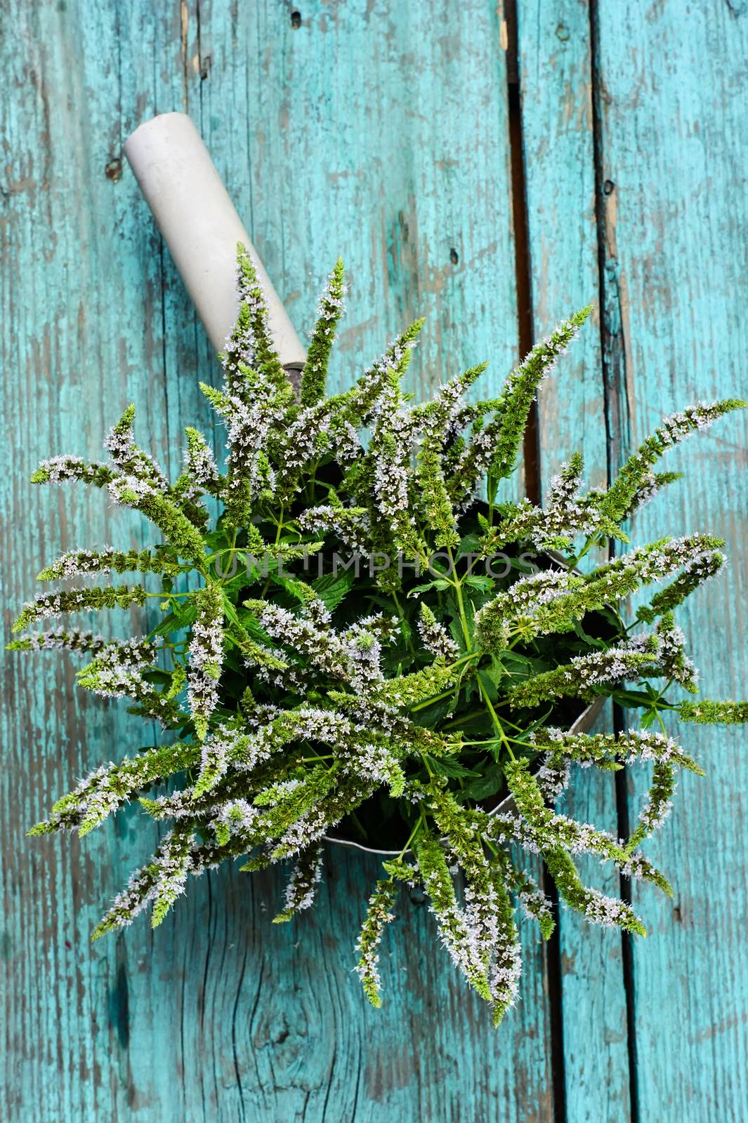 Tub with flowering medicinal mint on wooden background and pitcher of water