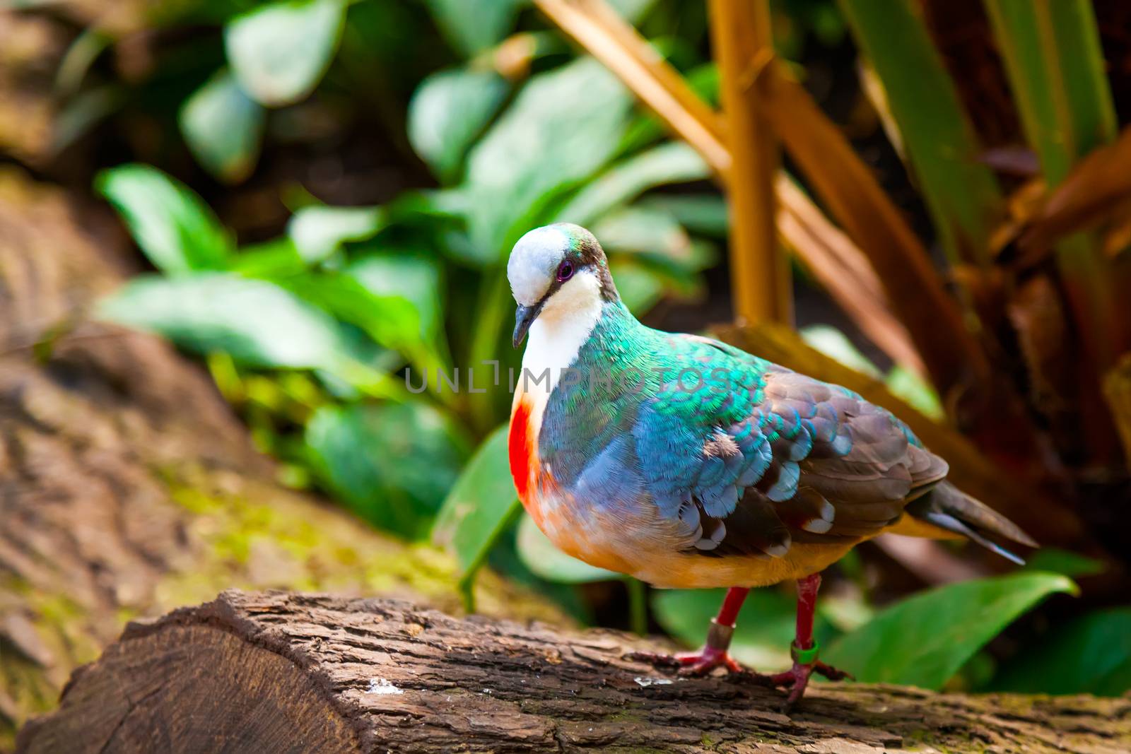 The pigeon, is very colorful.