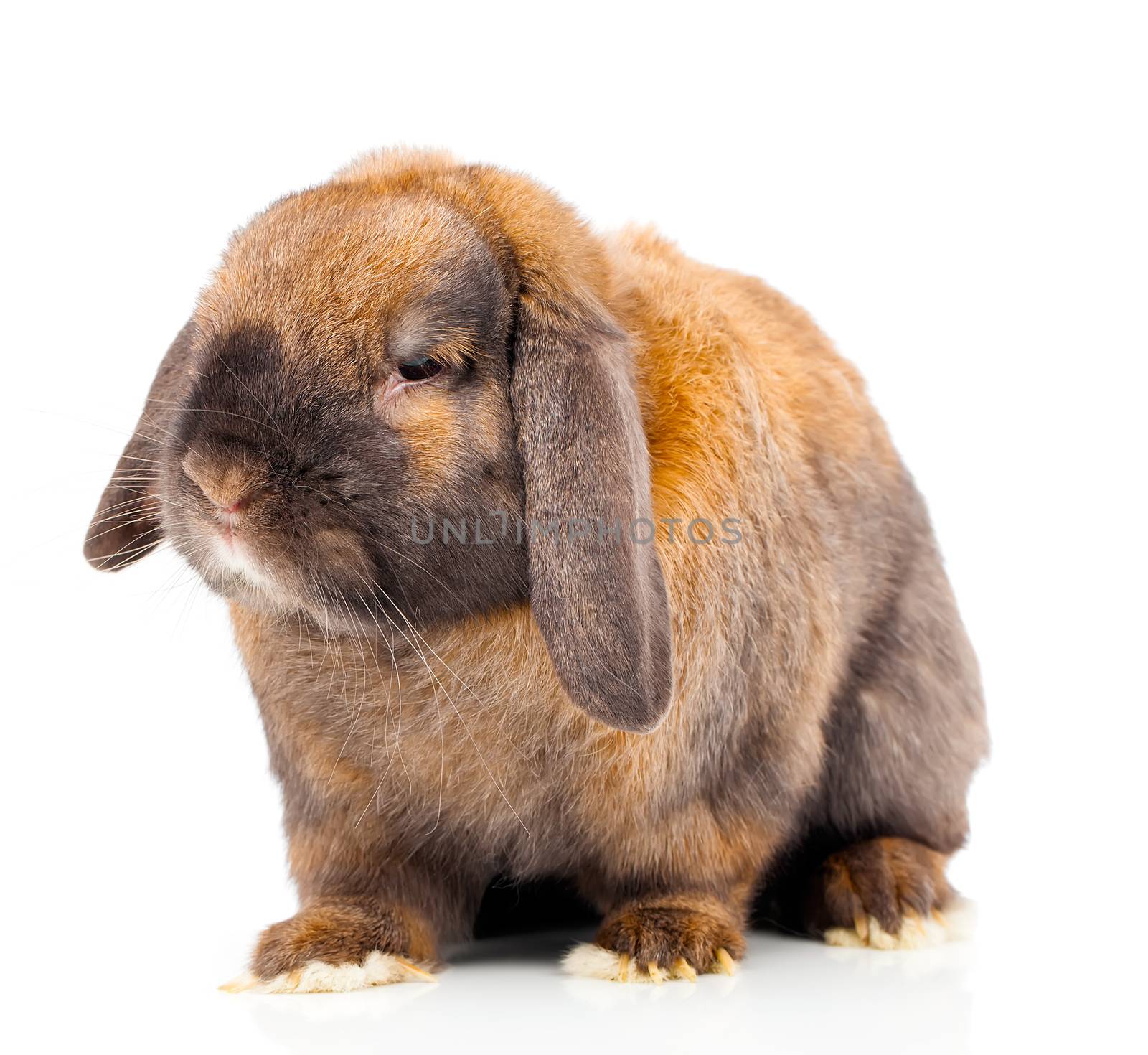 Isolated image of a brown rabbit.