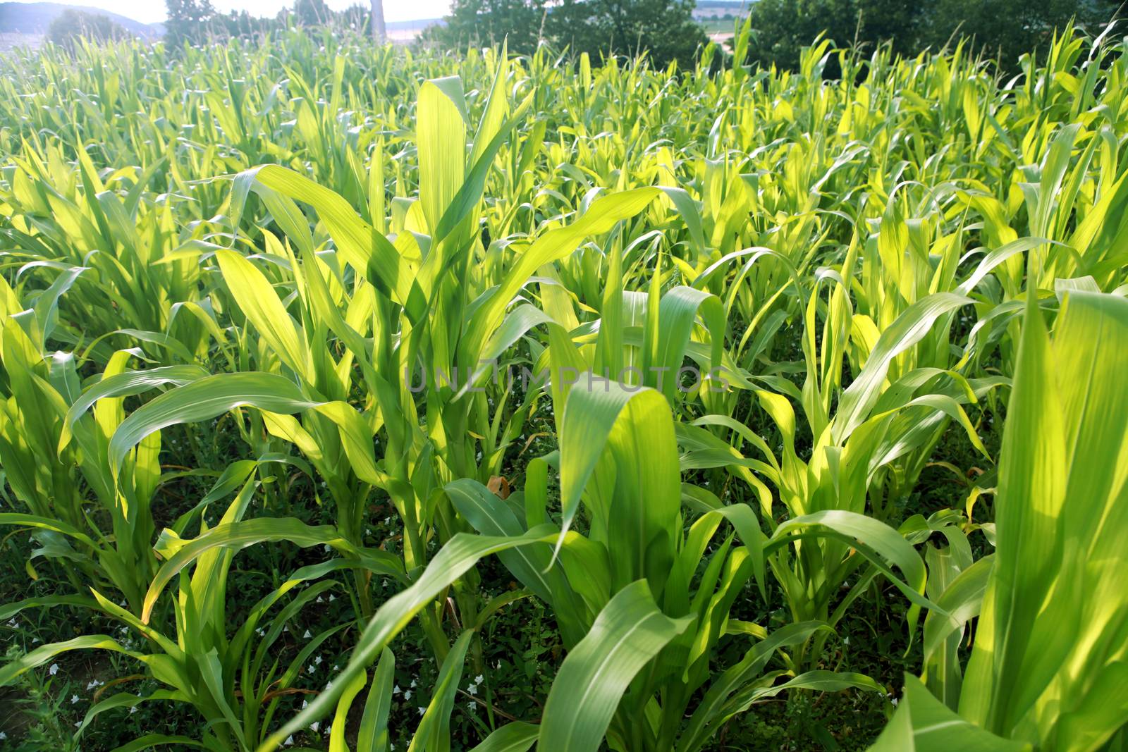 A green field of corn growing up