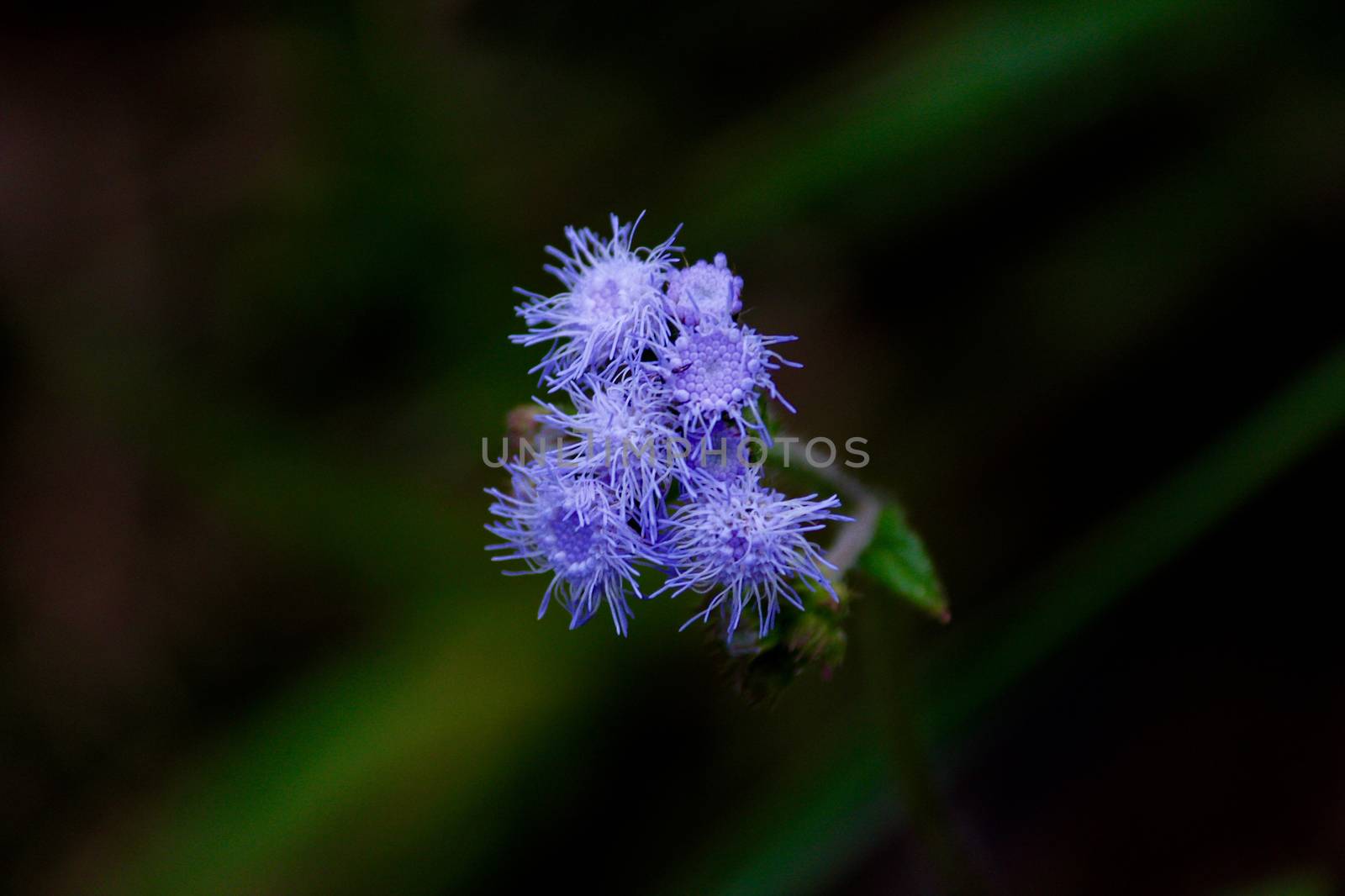 photo image with purple flowers