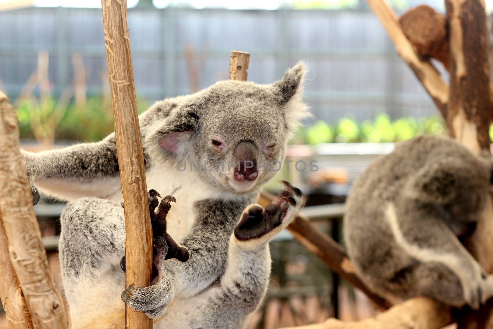 photo image with animals koala