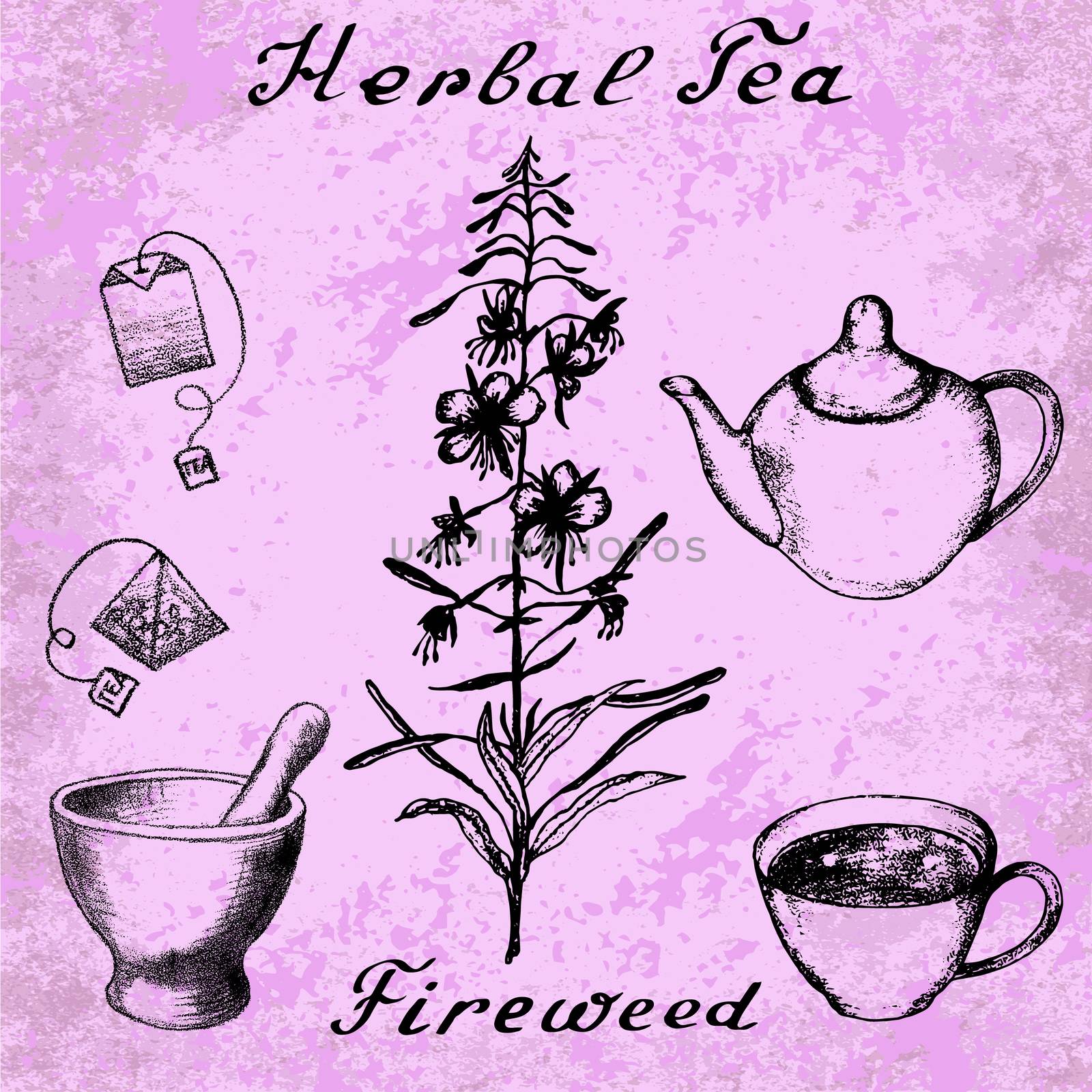 Willow herb, Chamerion, fireweed hand drawn sketch botanical illustration. Vector drawing. Lettering. Grunge background. Herbal tea elements - cup, kettle, tea bag, bag, mortar and pestle