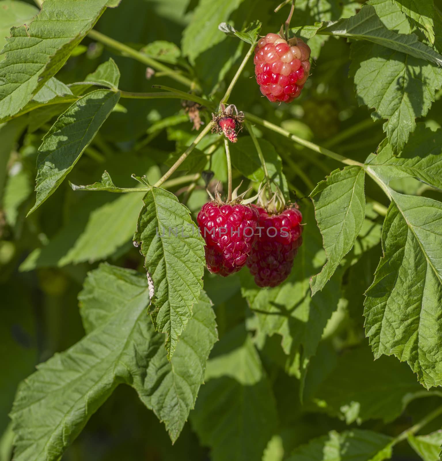 ripe red raspberries growing on the bush with green leaves