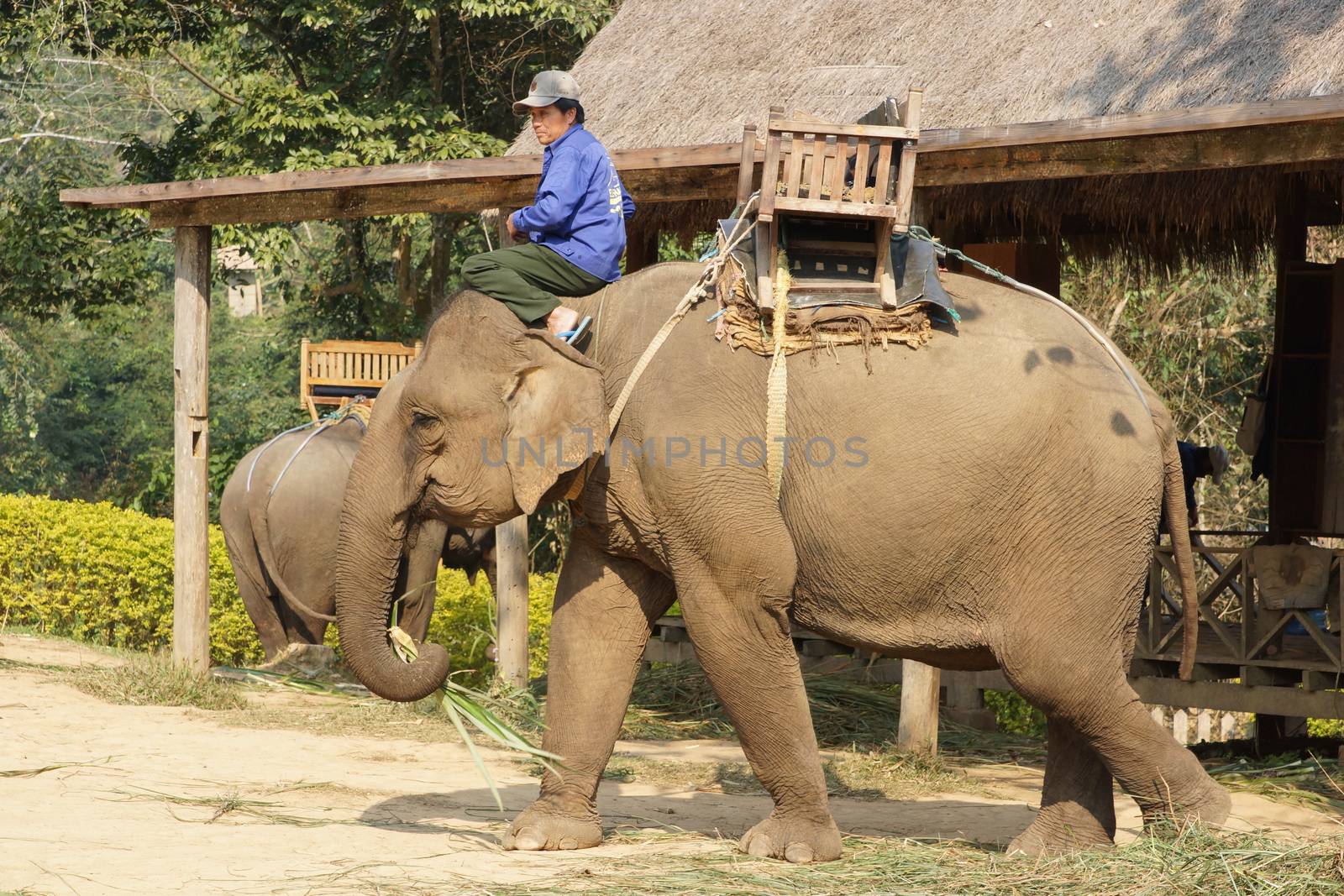 LUANG PRABANG, LAOS - FEBRUARY 12, 2016: Man riding a working elephant on February 12 in Laos, South East Asia