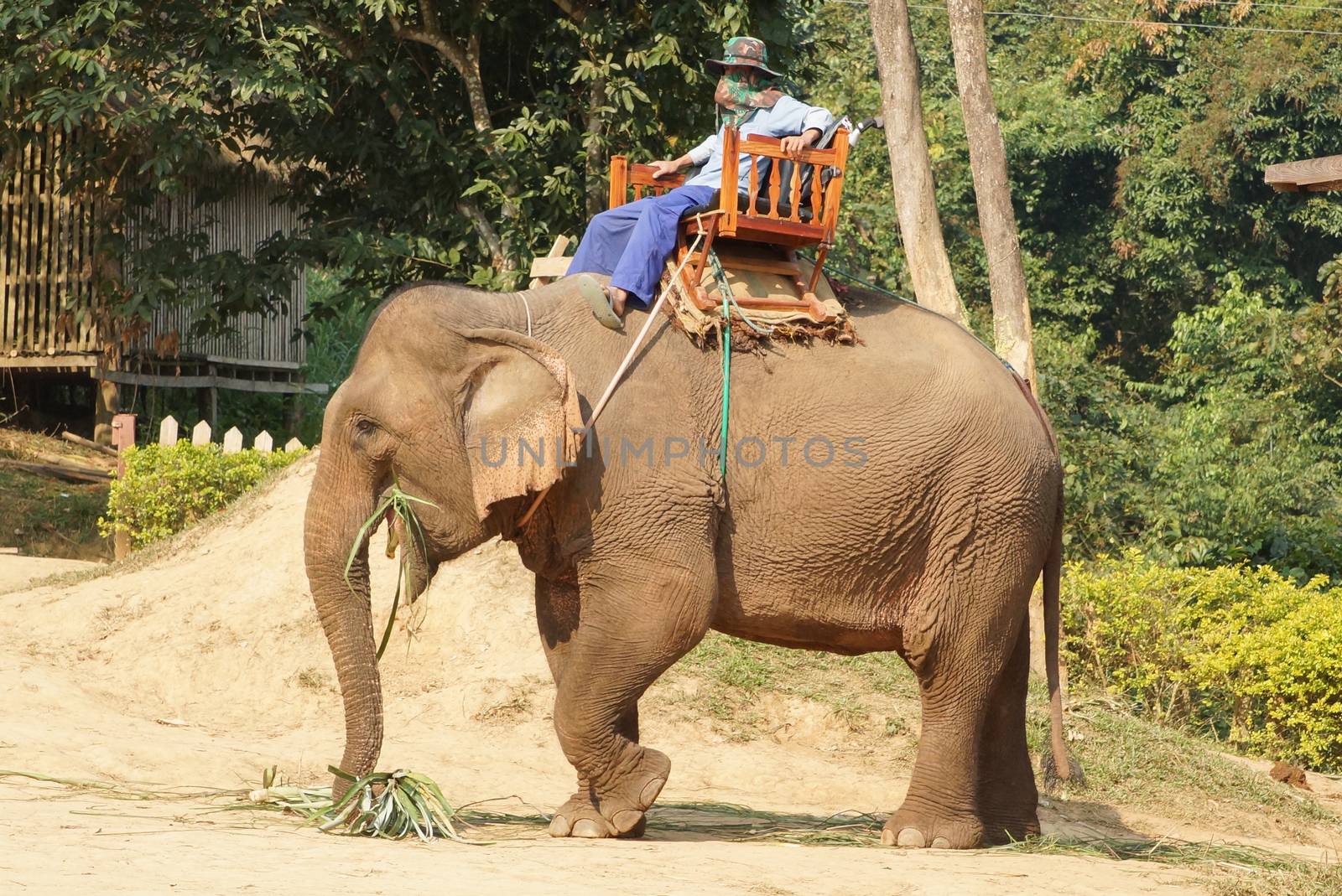 LUANG PRABANG, LAOS - FEBRUARY 12, 2016: Man riding a working elephant on February 12 in Laos, South East Asia