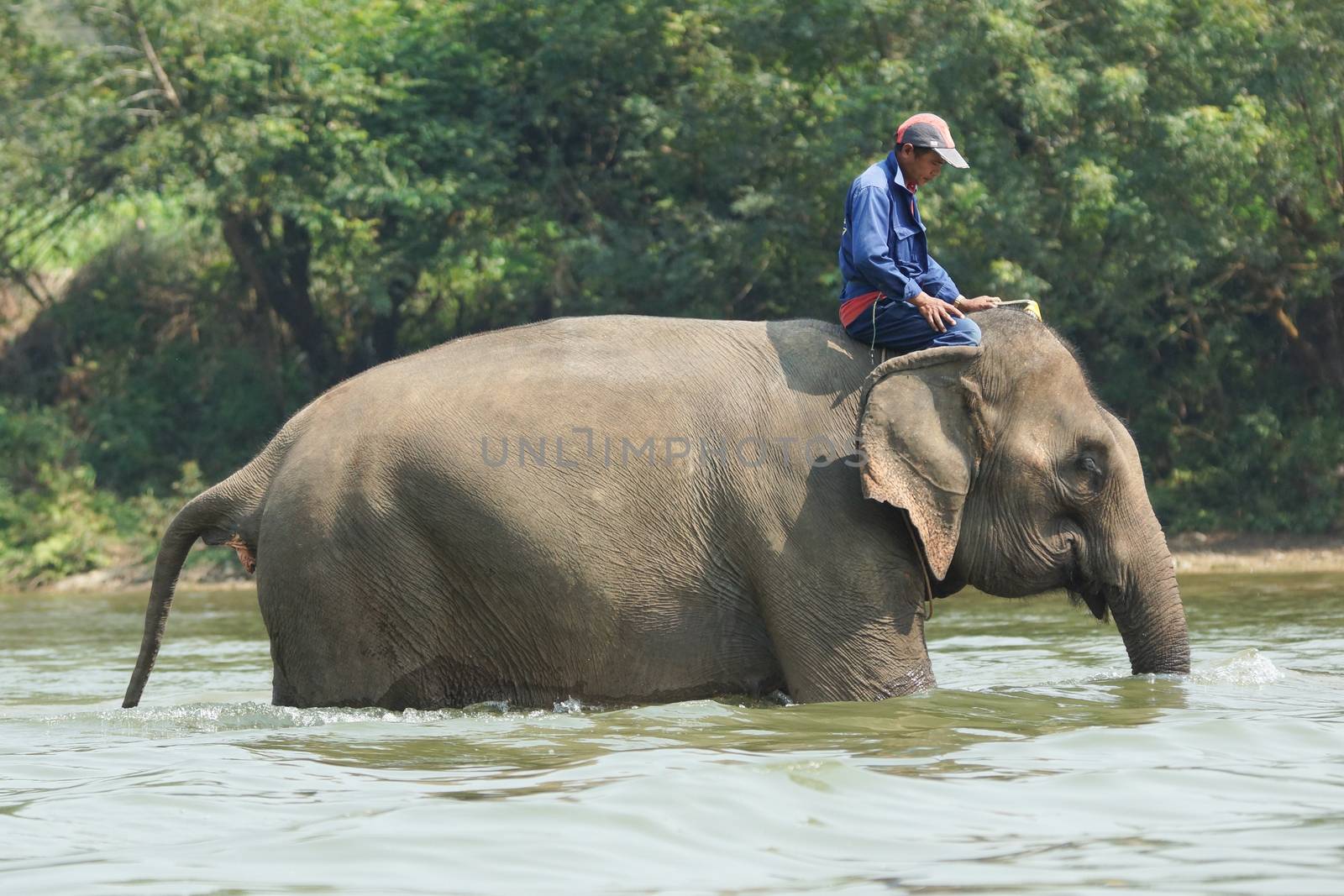 LUANG PRABANG, LAOS - FEBRUARY 12, 2016: Man riding a working elephant on February 12 in Laos, South East Asia