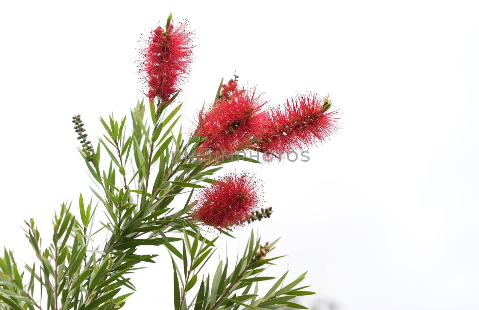 Australian Bottlebrush Callistemon Flowers by sherj
