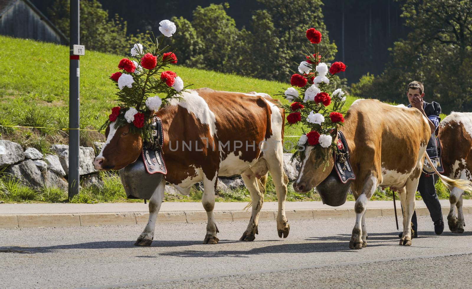 Charmey, Fribourg, Switzerland - 26 September 2015 : Farmers with a herd of cows on the annual transhumance at Charmey near Gruyeres, Fribourg zone on the Swiss alps