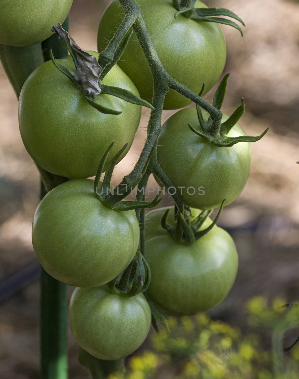 Bunch of green tomatoes growing on a bush in the garden in the garden