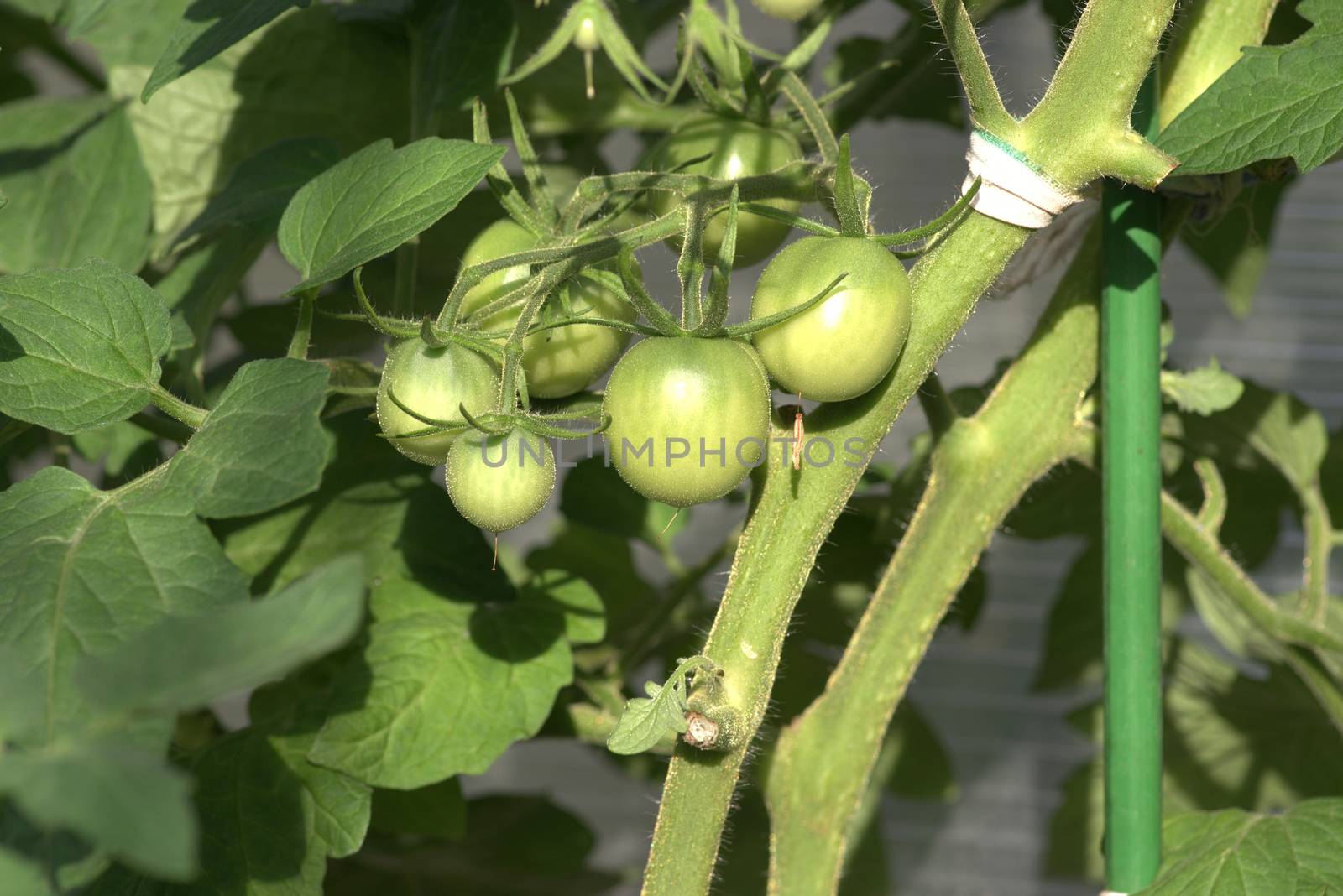 Bunch of green tomatoes growing on a bush in the garden in the garden