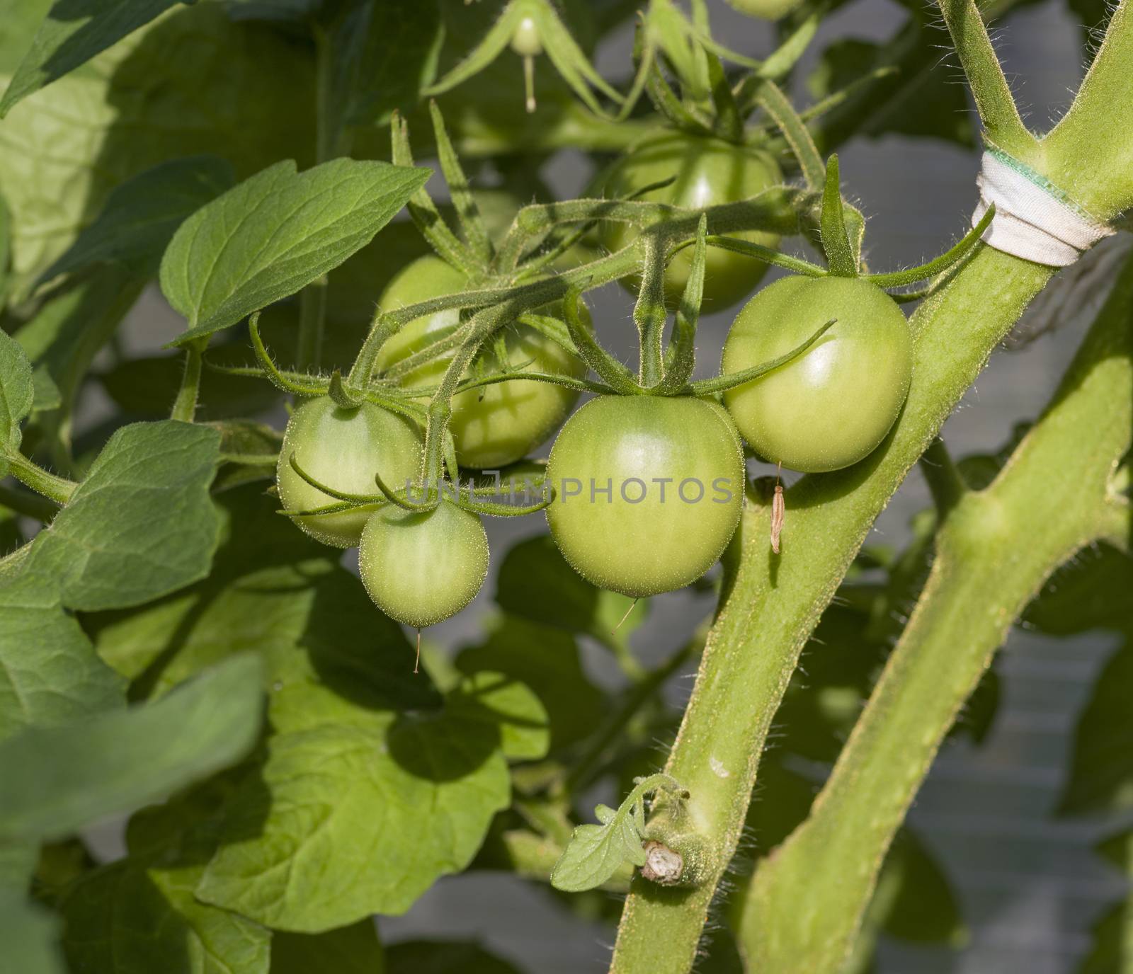 Bunch of green tomatoes growing on a bush in the garden in the garden