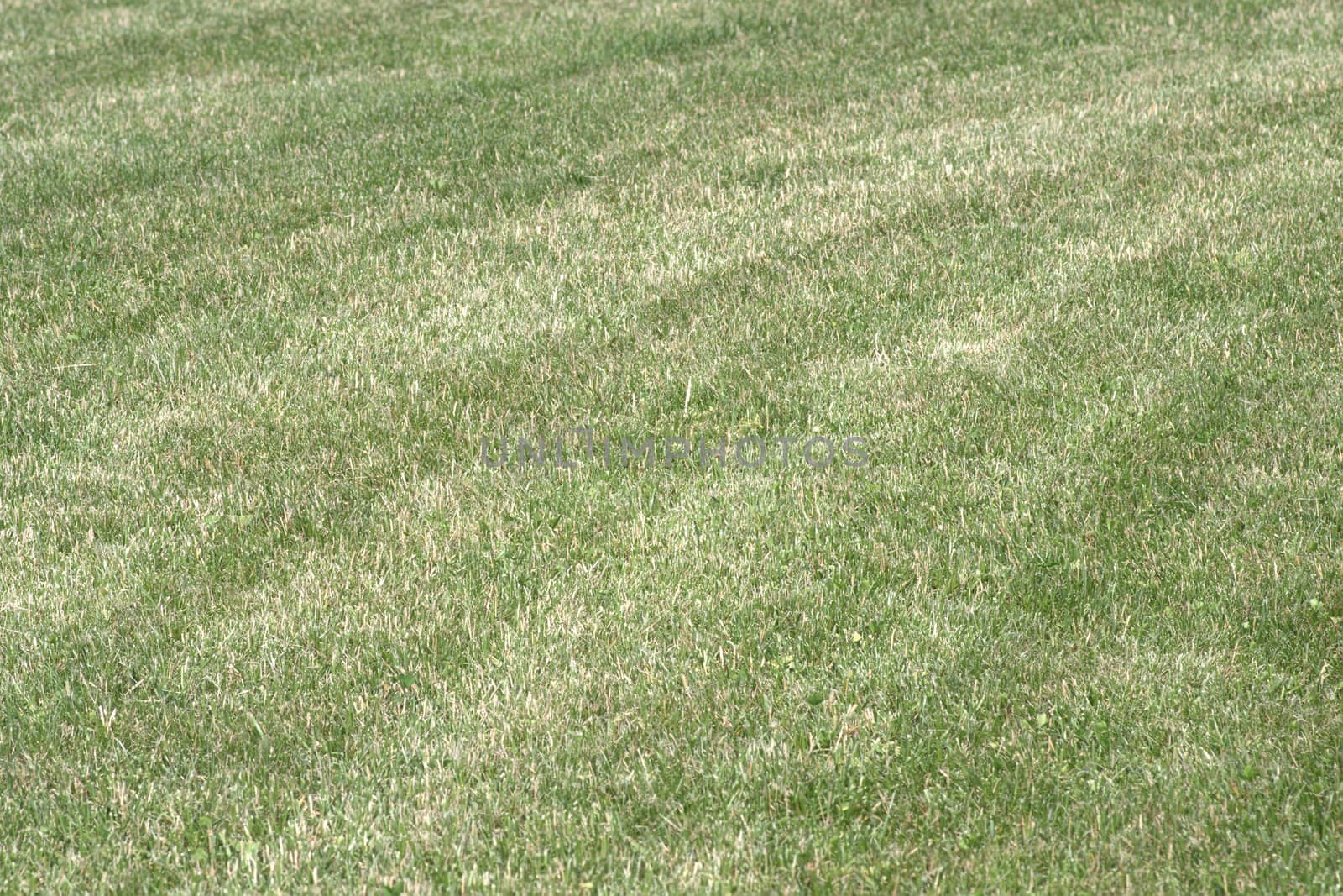 even trimmed lawn of green grass looks like background