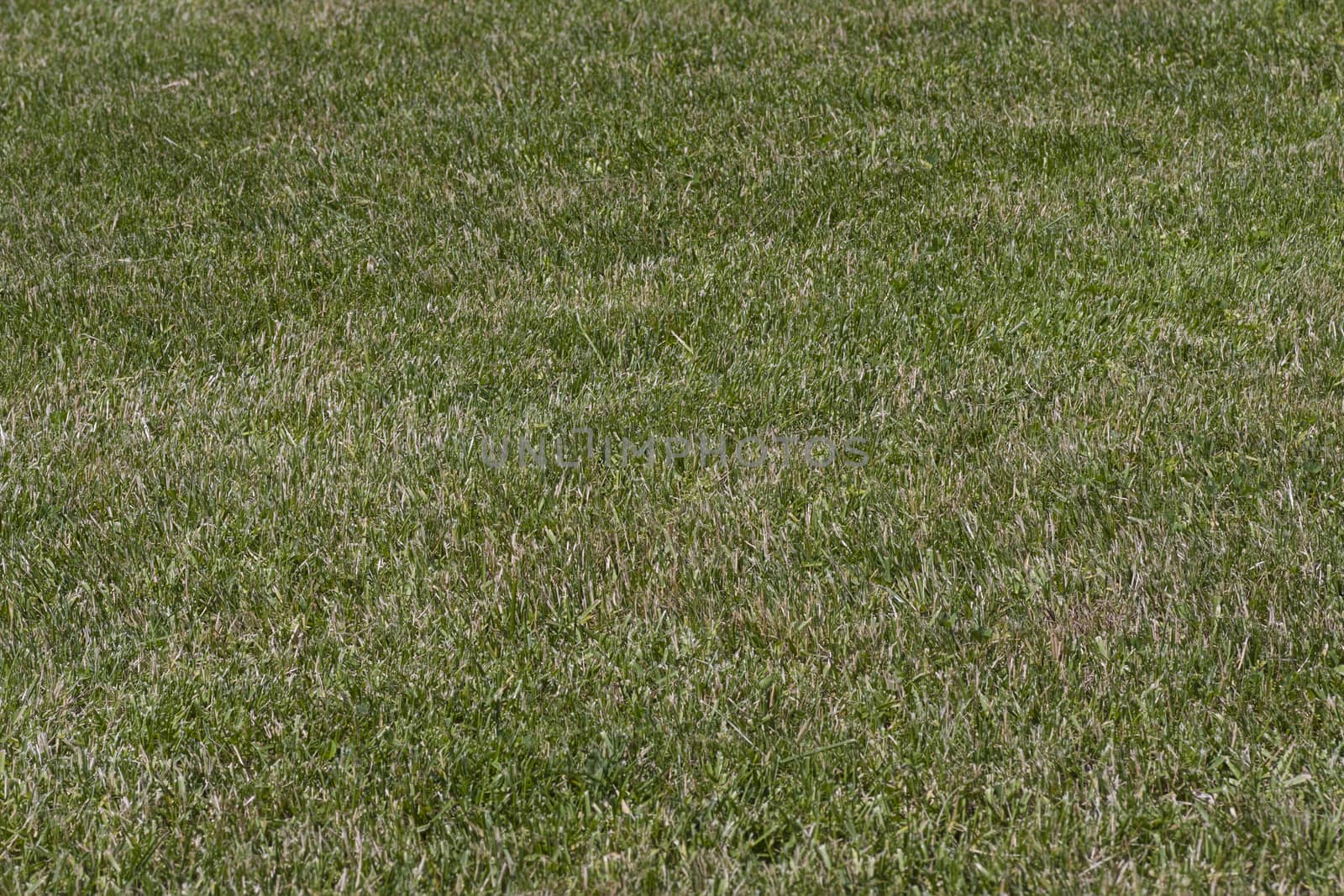 even trimmed lawn of green grass looks like background