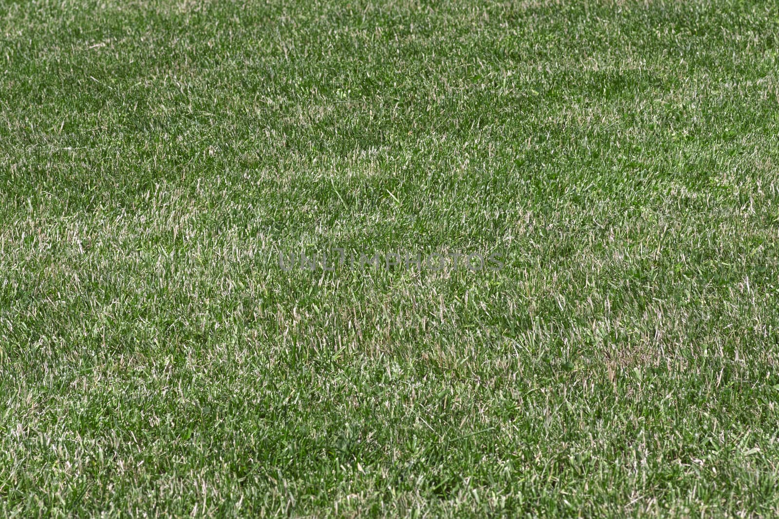 even trimmed lawn of green grass looks like background