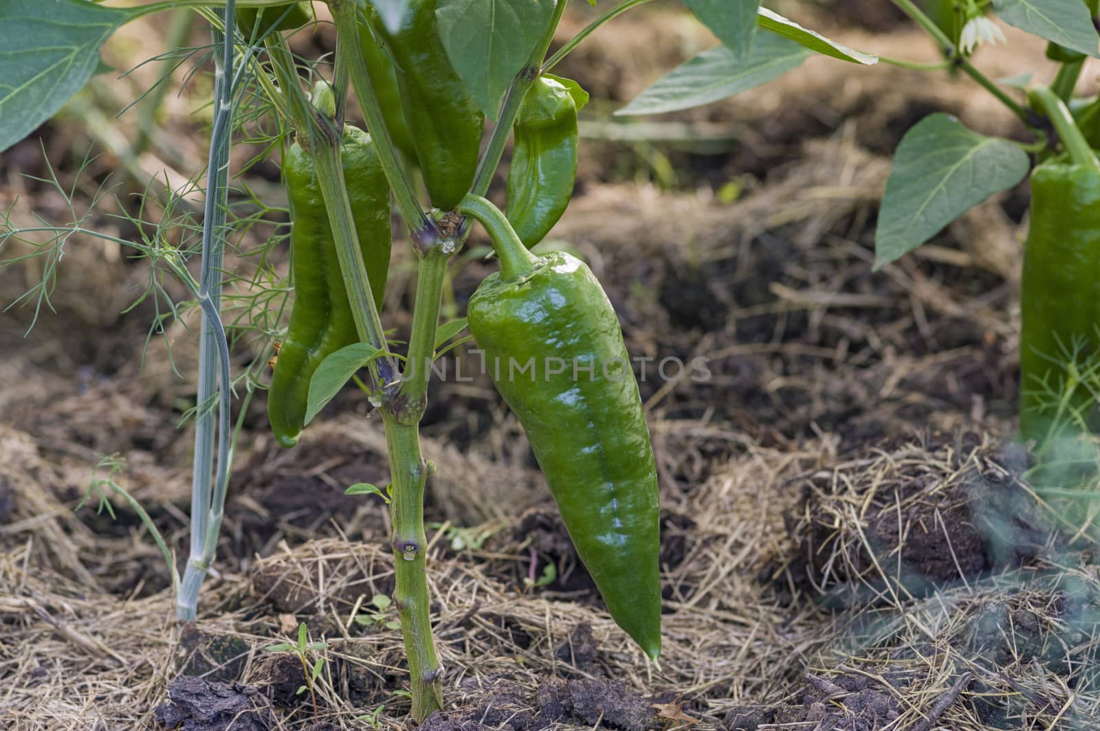green peppers growing in the ground on a bed in a kitchen garden
