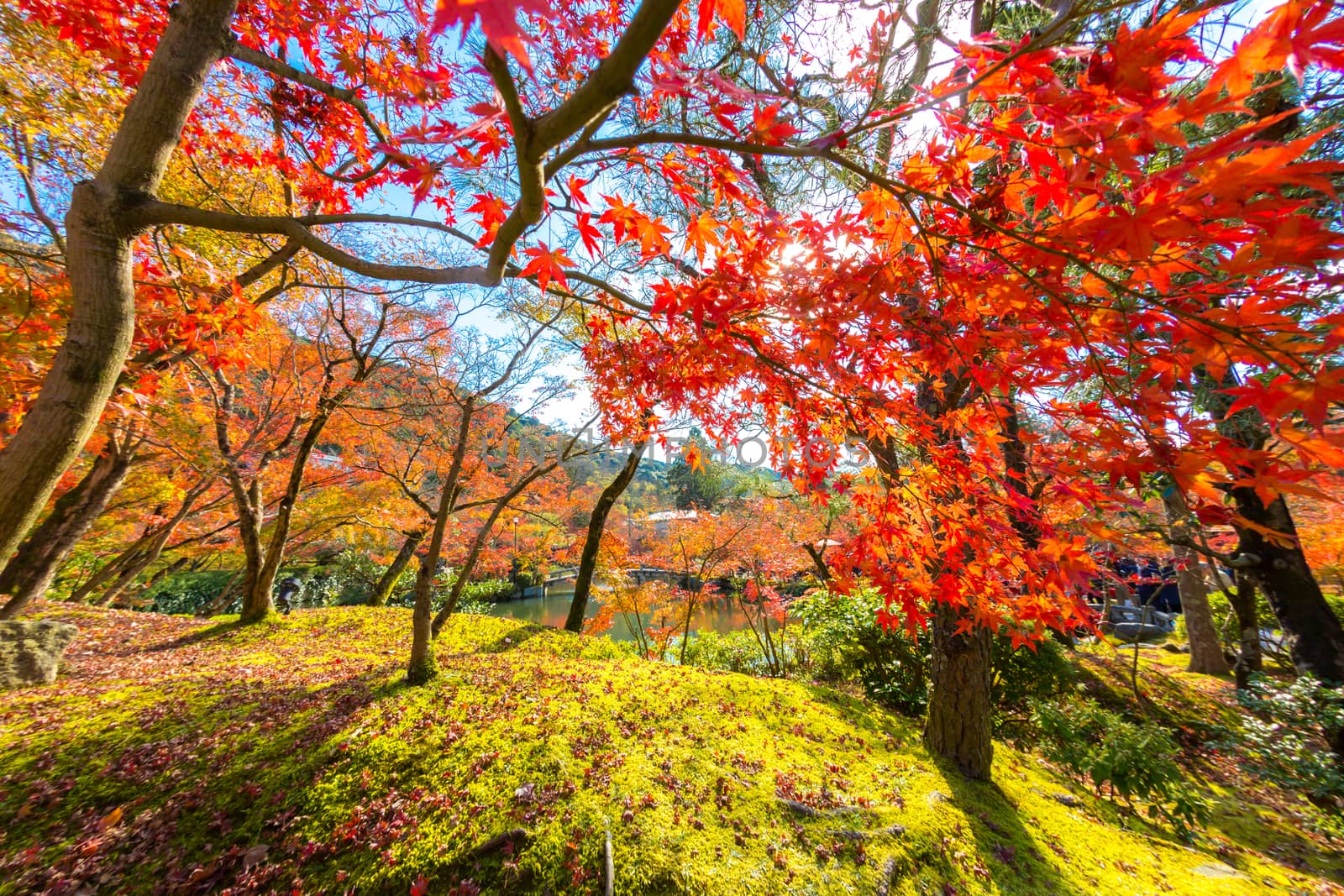 autumn leaves Yellow, orange and red in beautiful fall park.