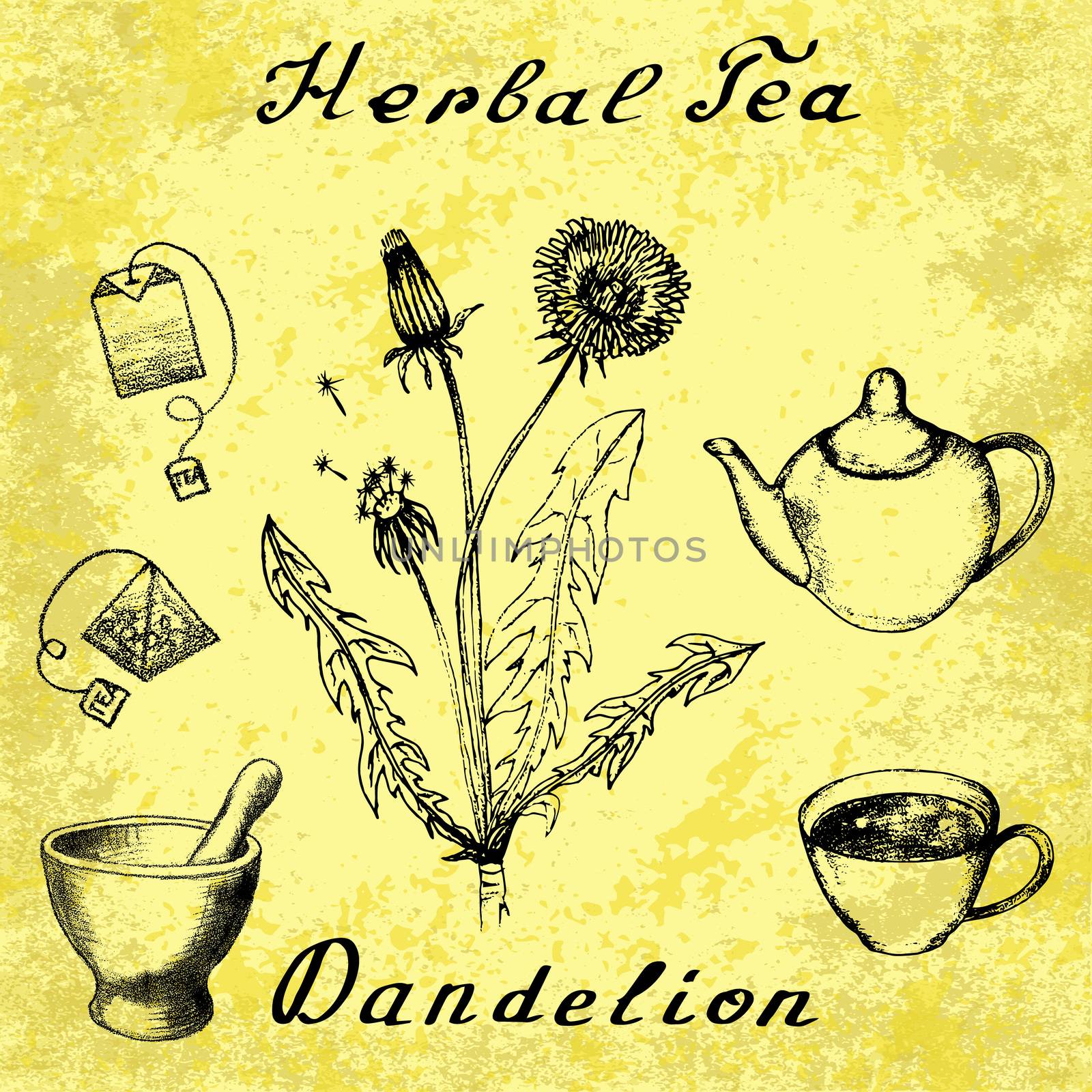 Dandelion botanical illustration by Julia_Faranchuk